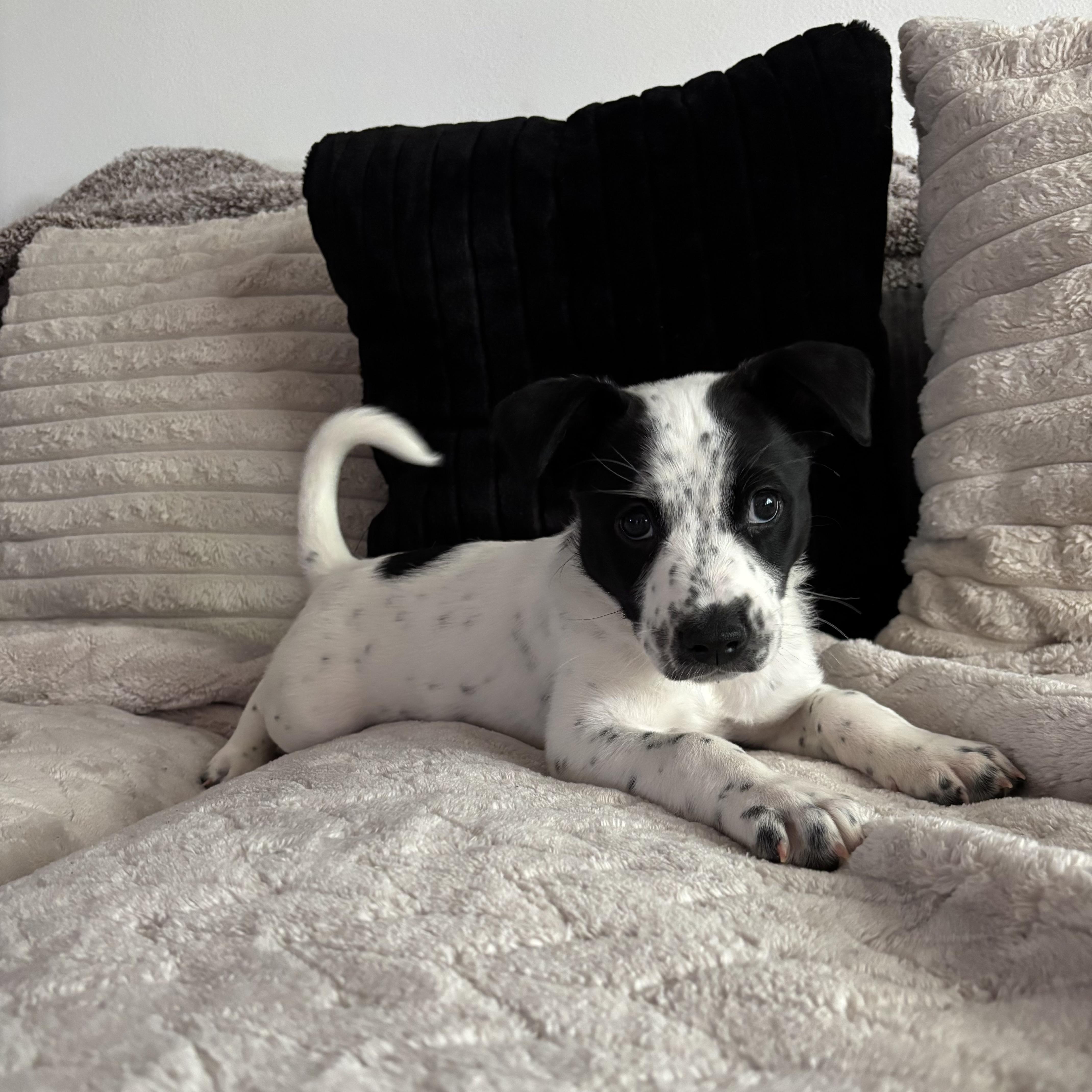 Enlarge Pongo, a ADOPTABLE mixed breed in Monroe, WA image 1/6