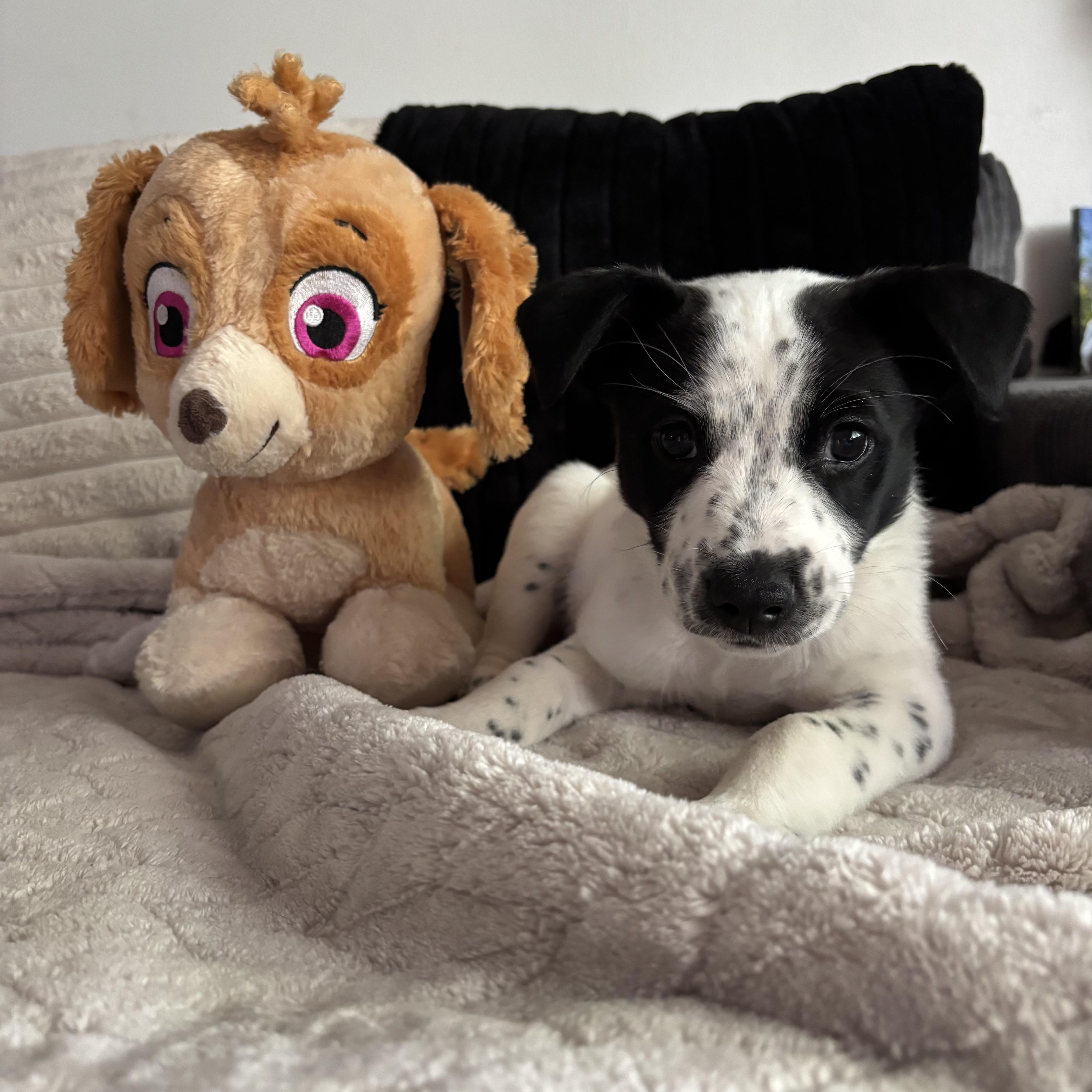 Enlarge Pongo, a ADOPTABLE mixed breed in Monroe, WA image 4/6