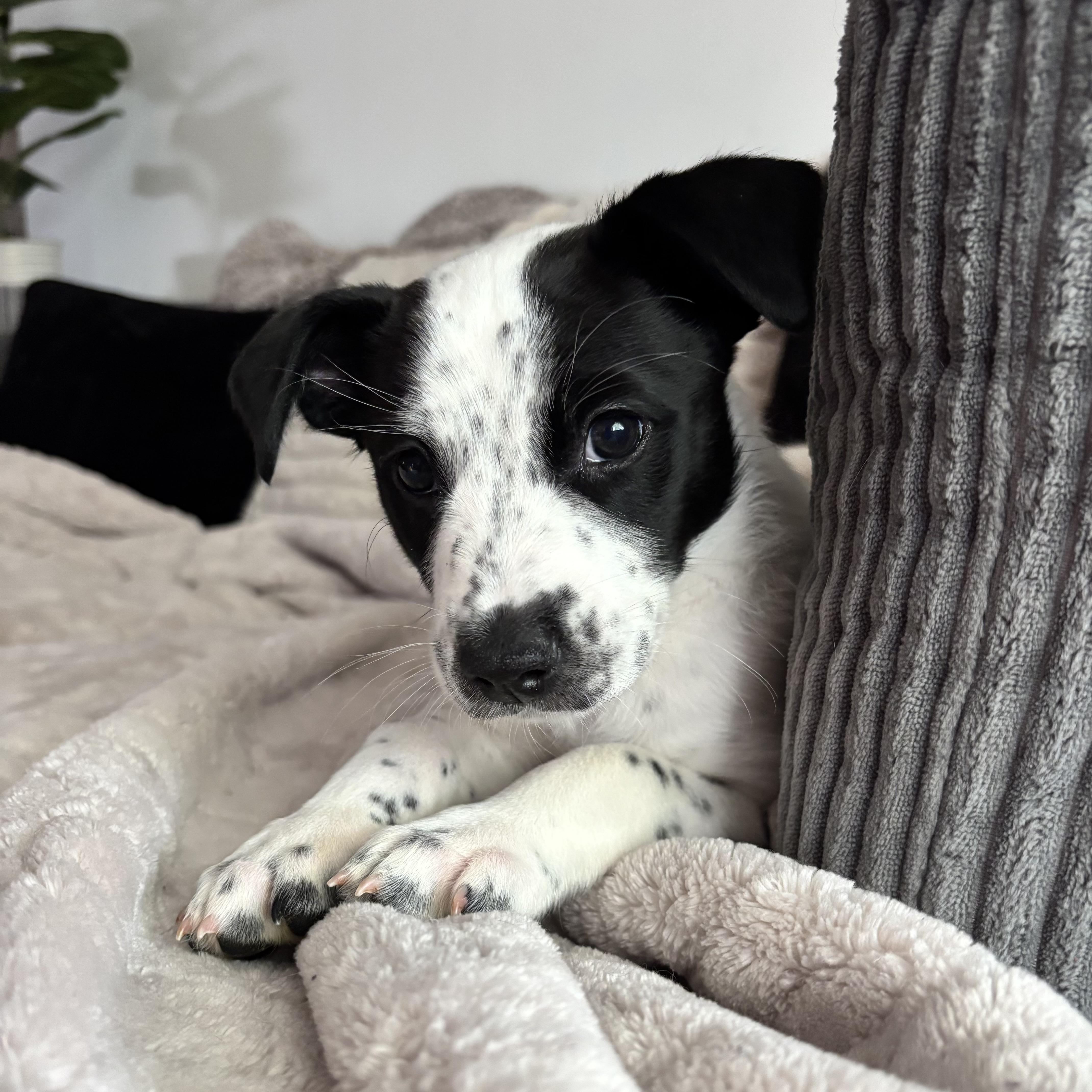 Enlarge Pongo, a ADOPTABLE mixed breed in Monroe, WA image 2/6