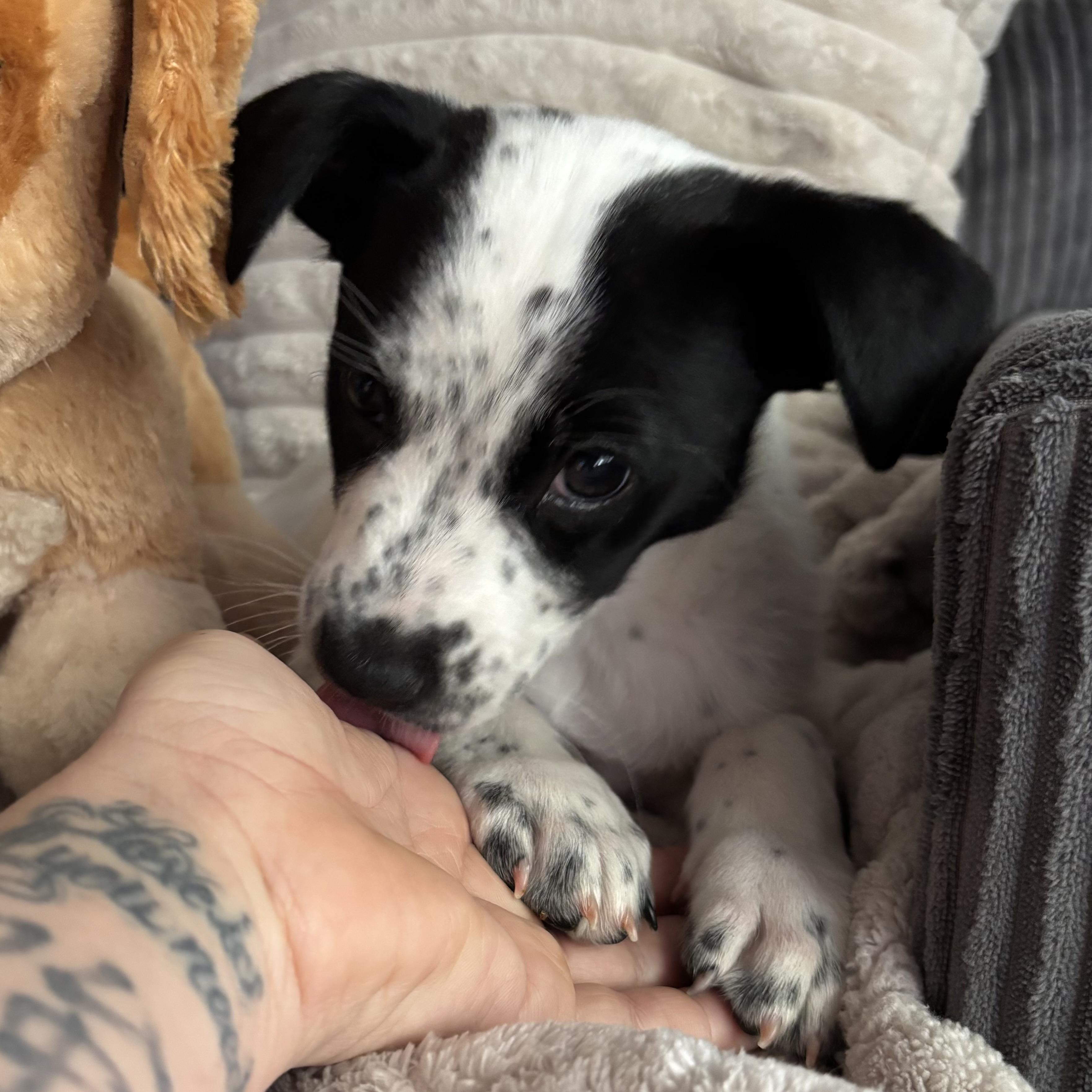 Enlarge Pongo, a ADOPTABLE mixed breed in Monroe, WA image 5/6