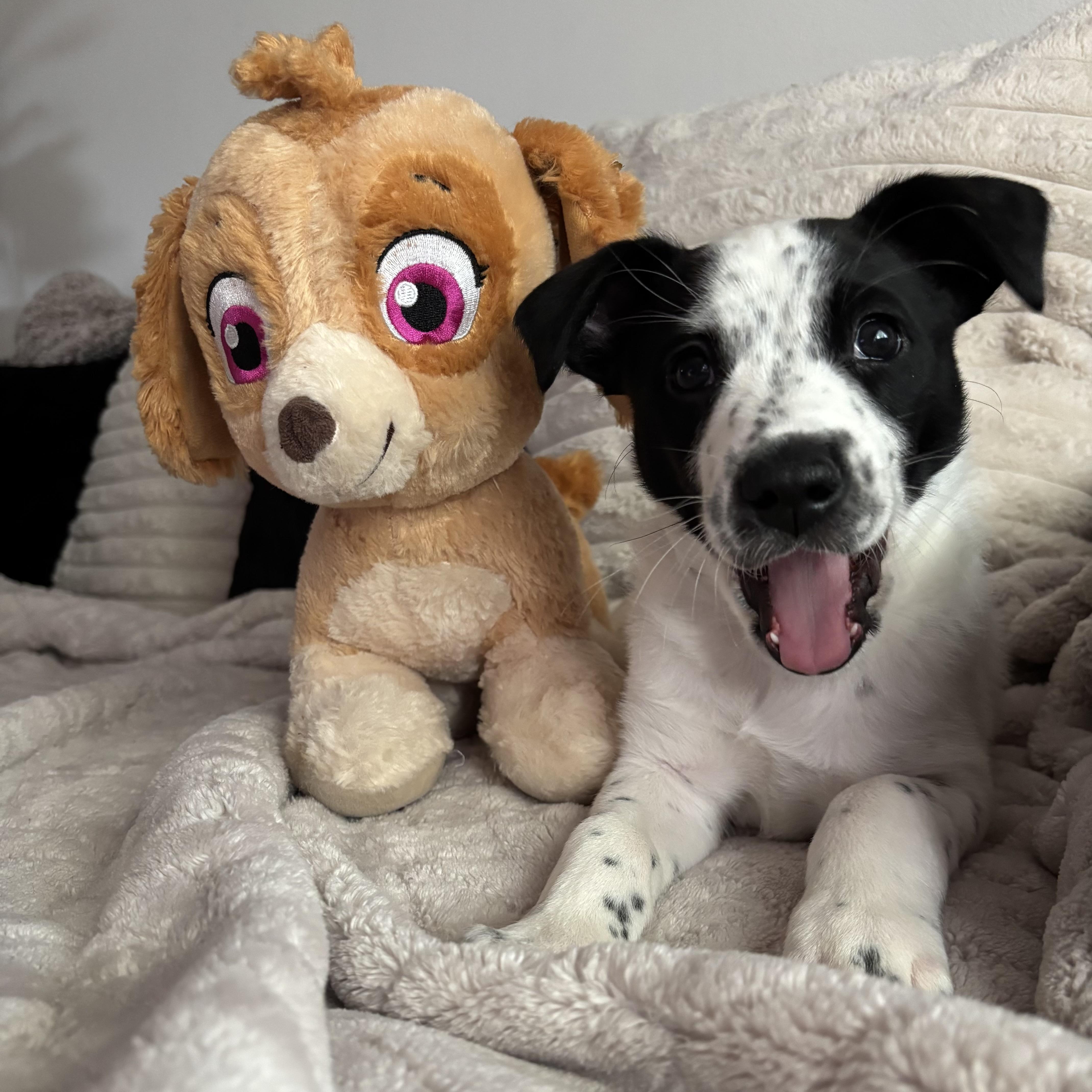 Enlarge Pongo, a ADOPTABLE mixed breed in Monroe, WA image 6/6