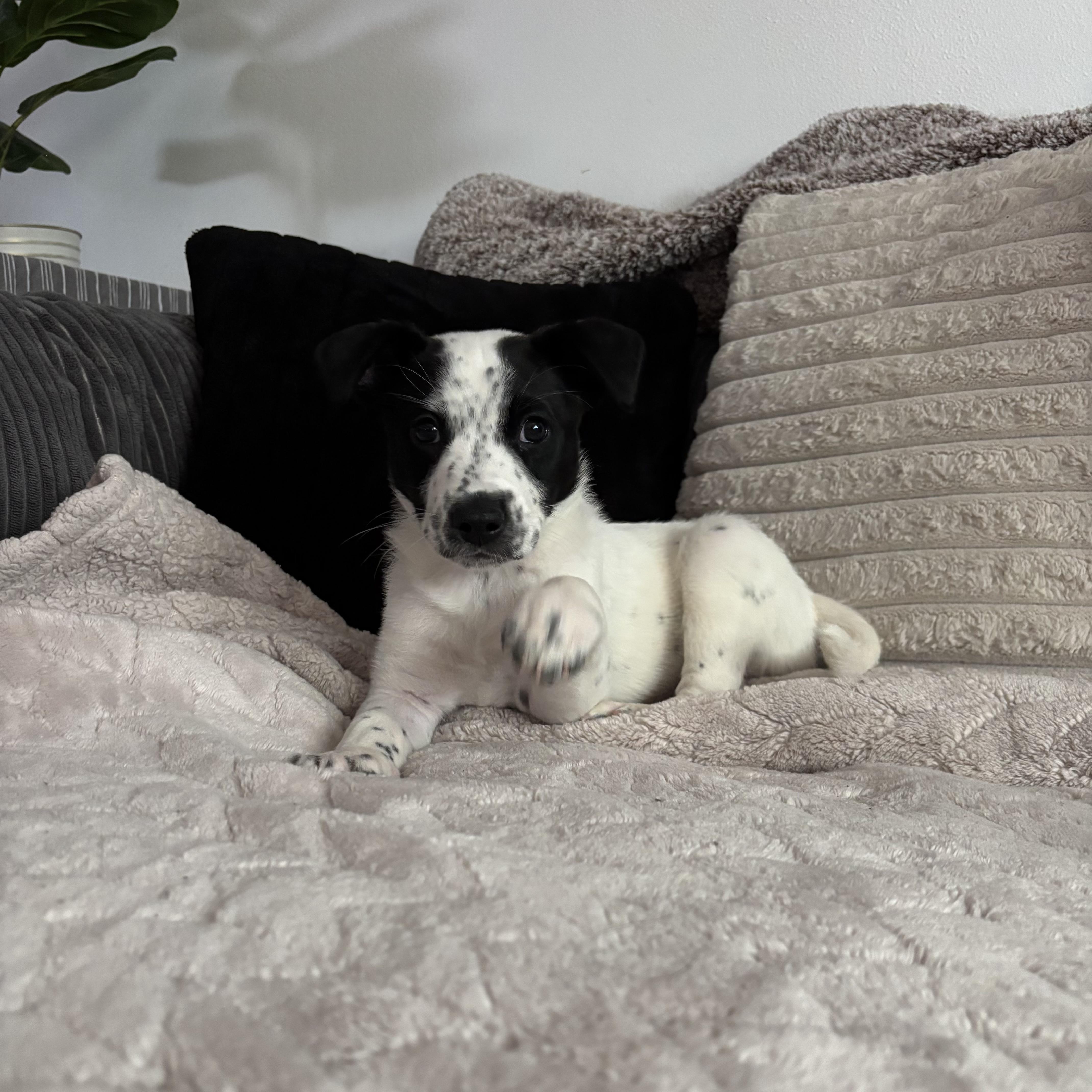 Enlarge Pongo, a ADOPTABLE mixed breed in Monroe, WA image 3/6