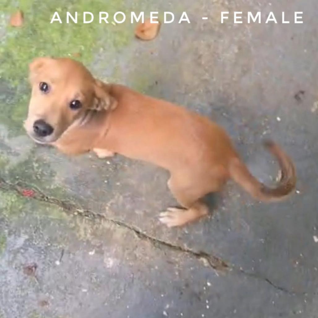 Andromeda, Adoptable, Puppy Female Mixed Breed.