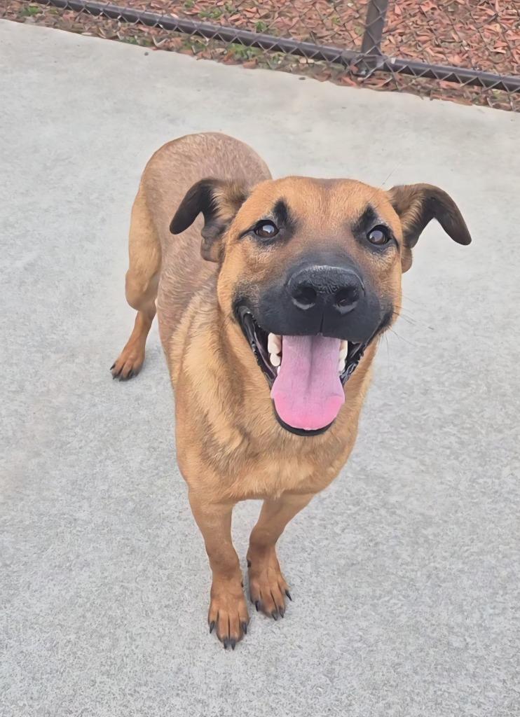 Enlarge Lee, a Adoptable mixed breed in Rome, GA image 2/4