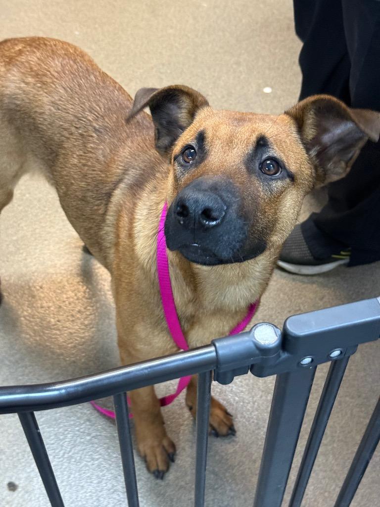 Enlarge Lee, a Adoptable mixed breed in Rome, GA image 4/4