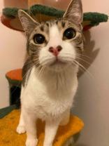 Swiffer, ADOPTABLE, Adult Female Domestic Short Hair.