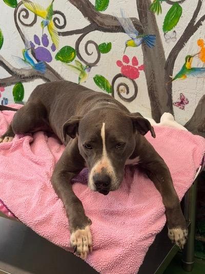 Enlarge Lady 26, a Adoptable mixed breed in Brookhaven, MS image 1/3