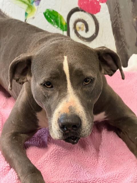 Enlarge Lady 26, a Adoptable mixed breed in Brookhaven, MS image 2/3