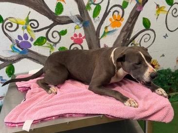 Enlarge Lady 26, a Adoptable mixed breed in Brookhaven, MS image 3/3