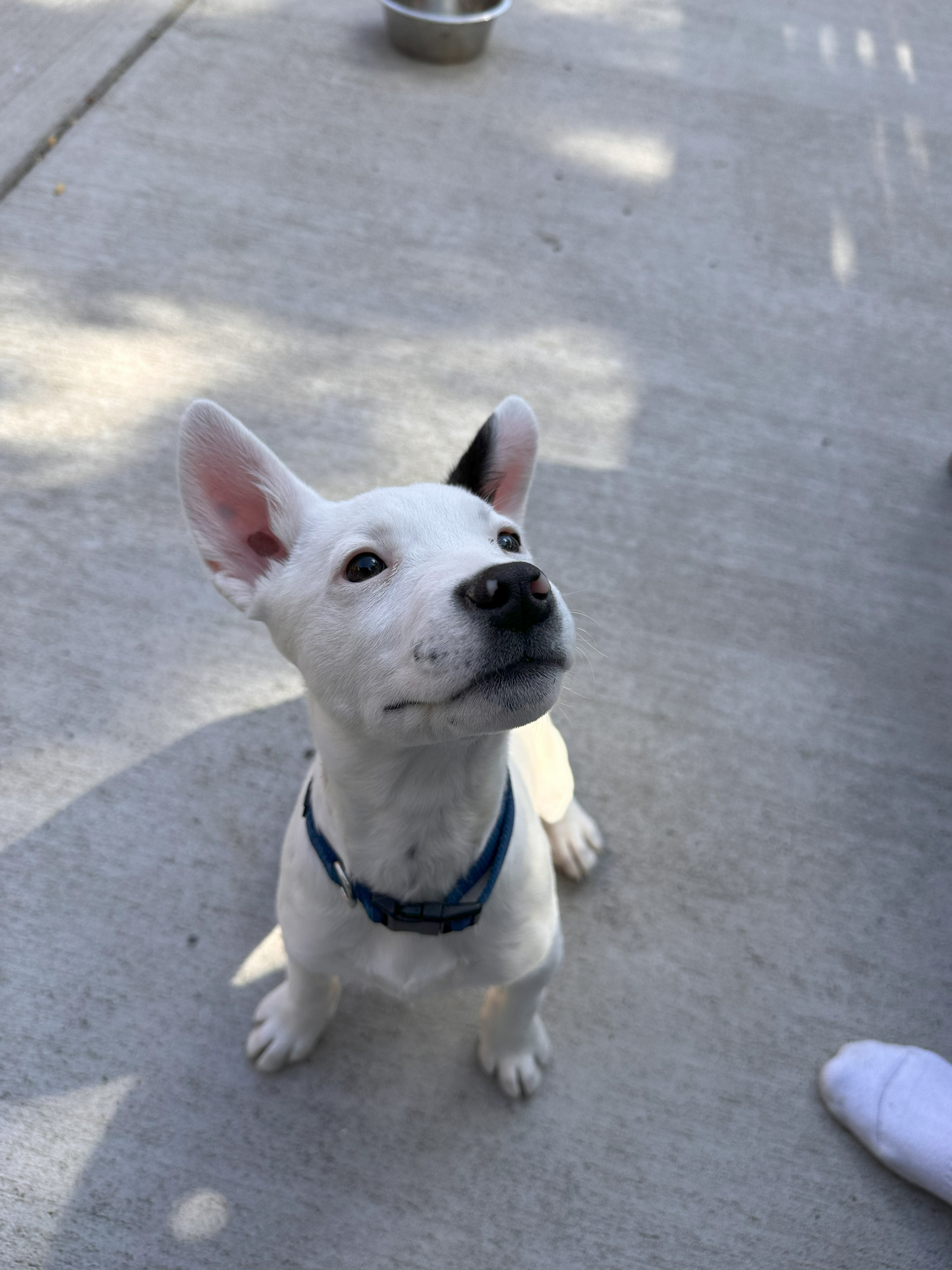 Dog for adoption Maisie, a Husky Mix in Brighton, CO Petfinder