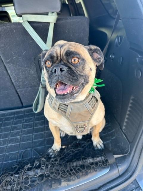 Grant, Adoptable, Adult Male Pug & Beagle.