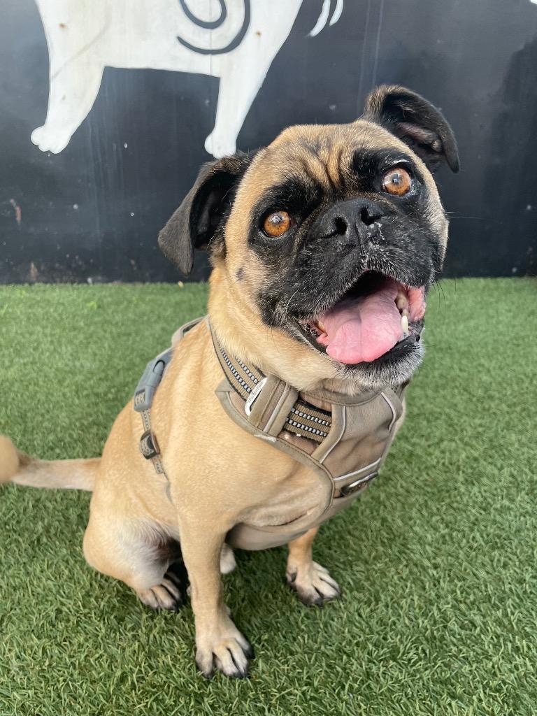 Enlarge Grant, a Adoptable mixed breed in Gardena, CA image 2/6