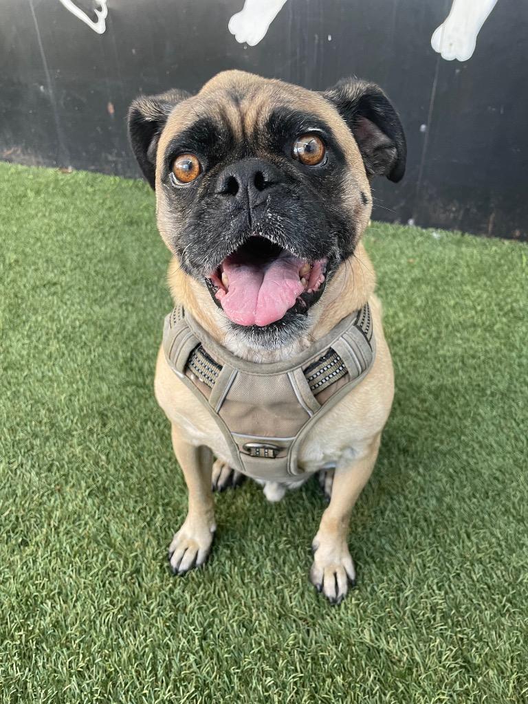 Enlarge Grant, a Adoptable mixed breed in Gardena, CA image 3/6