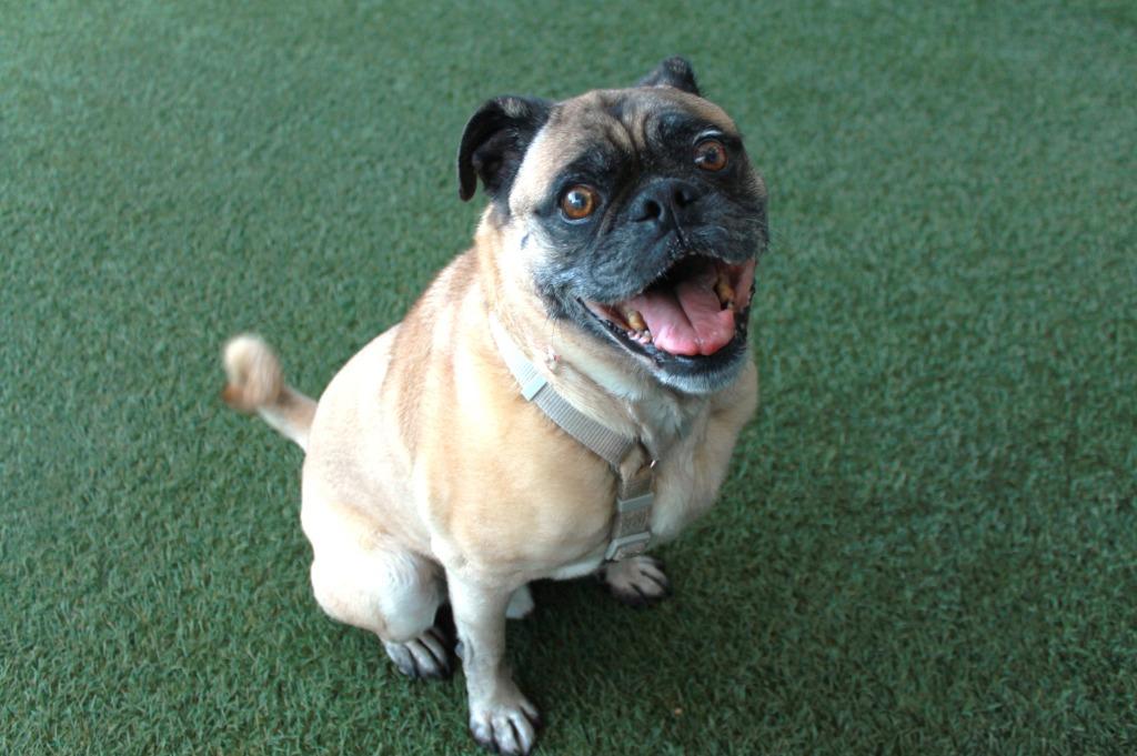 Enlarge Grant, a Adoptable mixed breed in Gardena, CA image 4/6