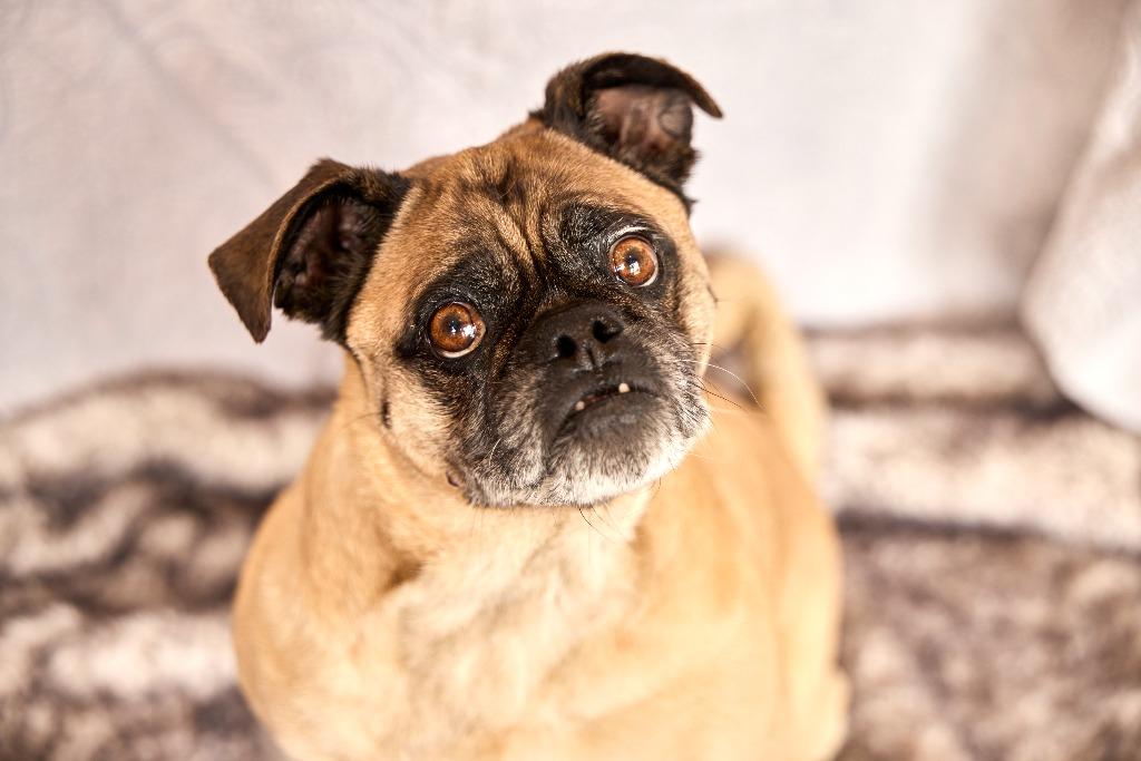 Enlarge Grant, a Adoptable mixed breed in Gardena, CA image 6/6