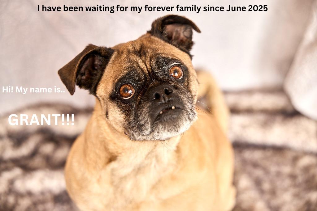 Enlarge Grant, a Adoptable mixed breed in Gardena, CA image 6/6