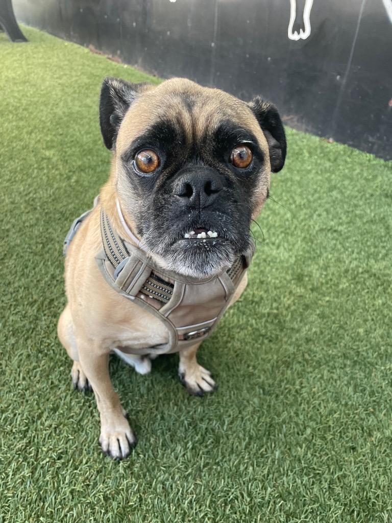 Enlarge Grant, a Adoptable mixed breed in Gardena, CA image 4/6