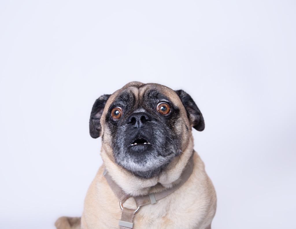 Enlarge Grant, a Adoptable mixed breed in Gardena, CA image 5/6