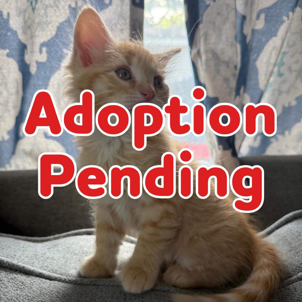 Midas 26-045, Adoptable, Kitten Male Domestic Medium Hair.