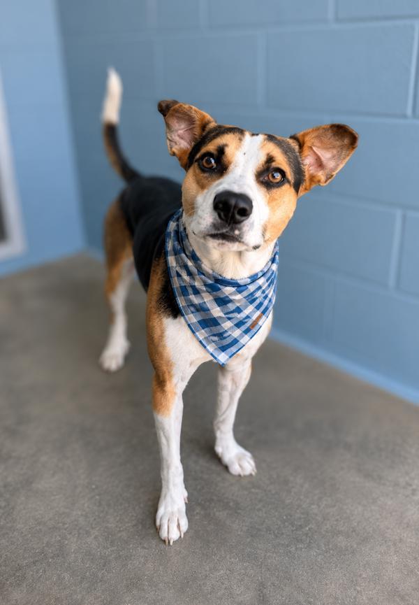 Enlarge Torque, a Adoptable mixed breed in Lafayette, LA image 1/1