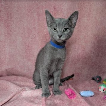 Valkyrie (Female Kitten), Adoptable, Kitten Female Domestic Short Hair.