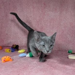 Enlarge Valkyrie (Female Kitten), a Adoptable Domestic Short Hair in San Francisco, CA image 4/5