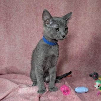 Enlarge Valkyrie (Female Kitten), a Adoptable Domestic Short Hair in San Francisco, CA image 3/5