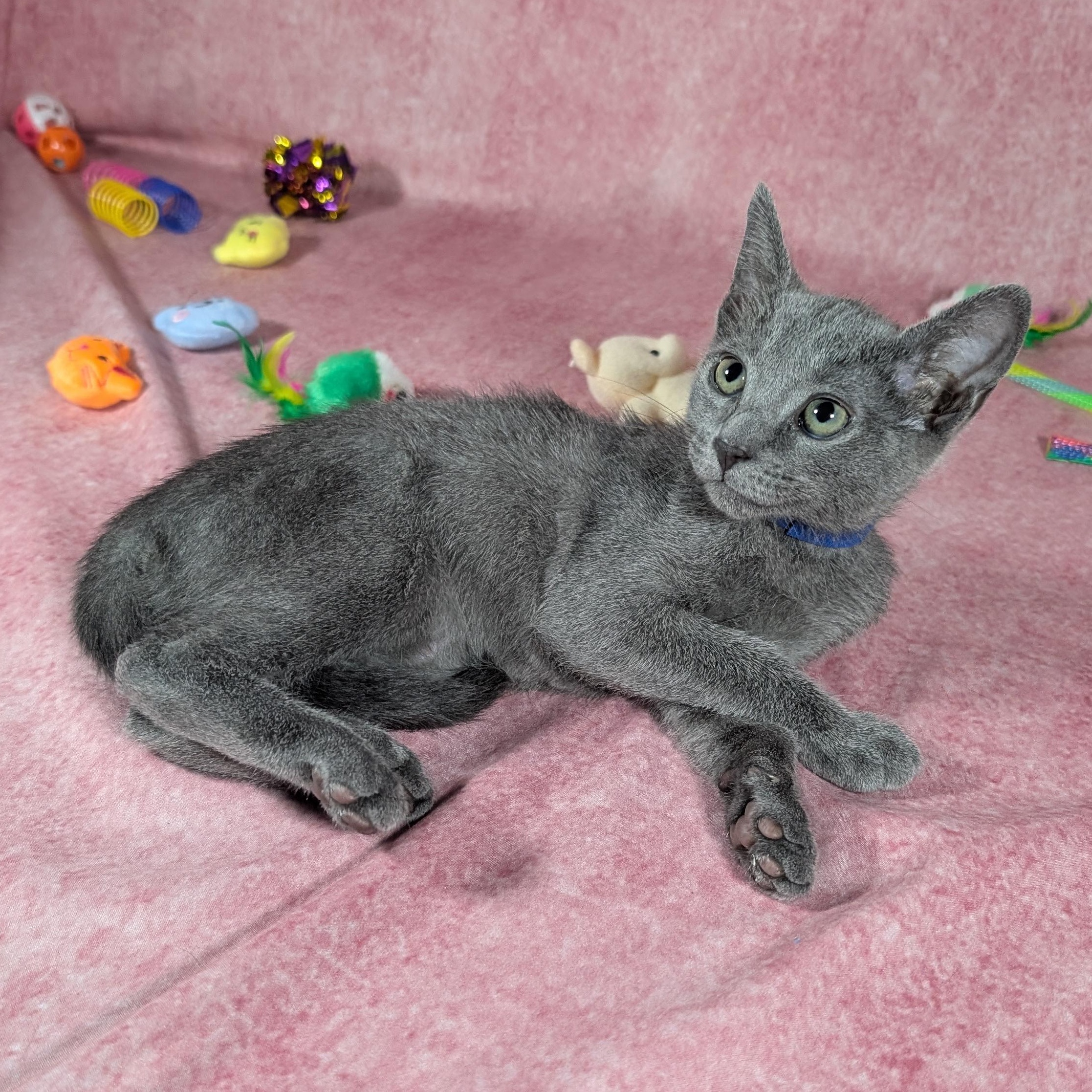 Enlarge Valkyrie (Female Kitten), a Adoptable Domestic Short Hair in San Francisco, CA image 2/5