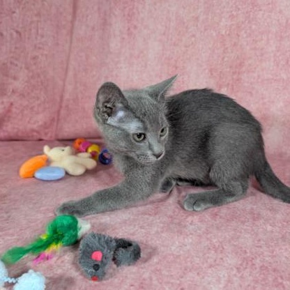 Enlarge Valkyrie (Female Kitten), a Adoptable Domestic Short Hair in San Francisco, CA image 5/5
