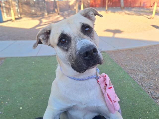 ROCKO, Adoptable, Young Male German Shepherd Dog & Pit Bull Terrier.