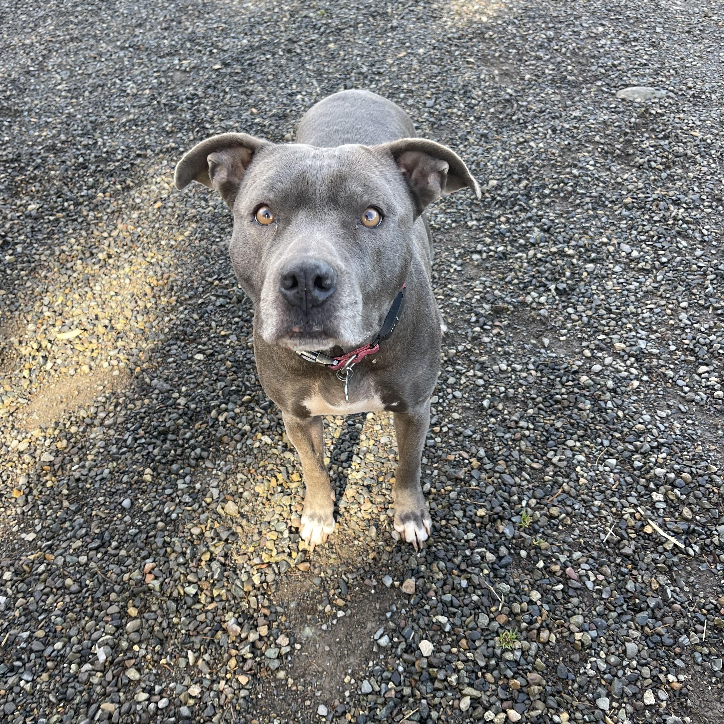Zola, Adoptable, Adult Female Pit Bull Terrier & American Bully.