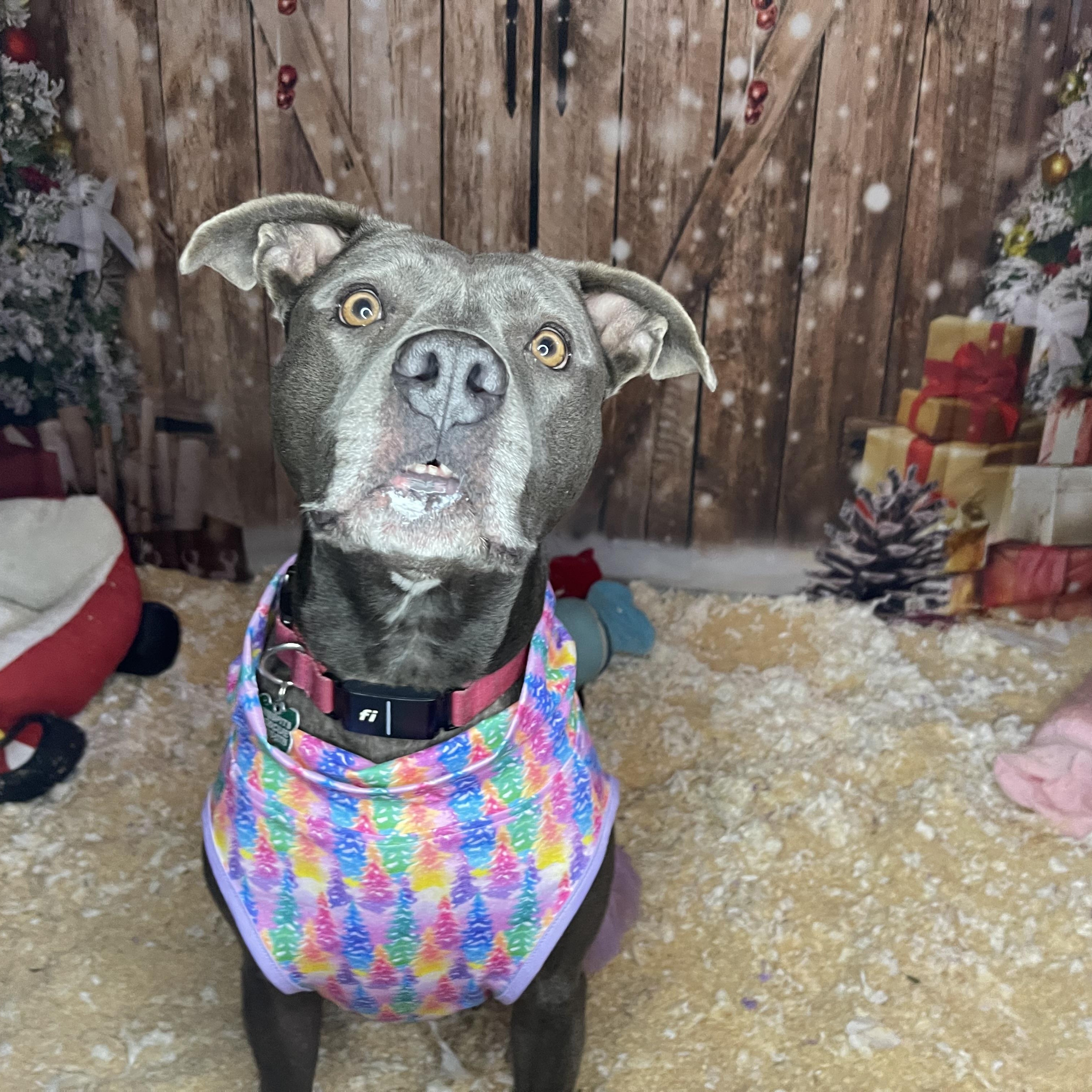 Enlarge Zola, a Adoptable mixed breed in Oakville, WA image 2/5