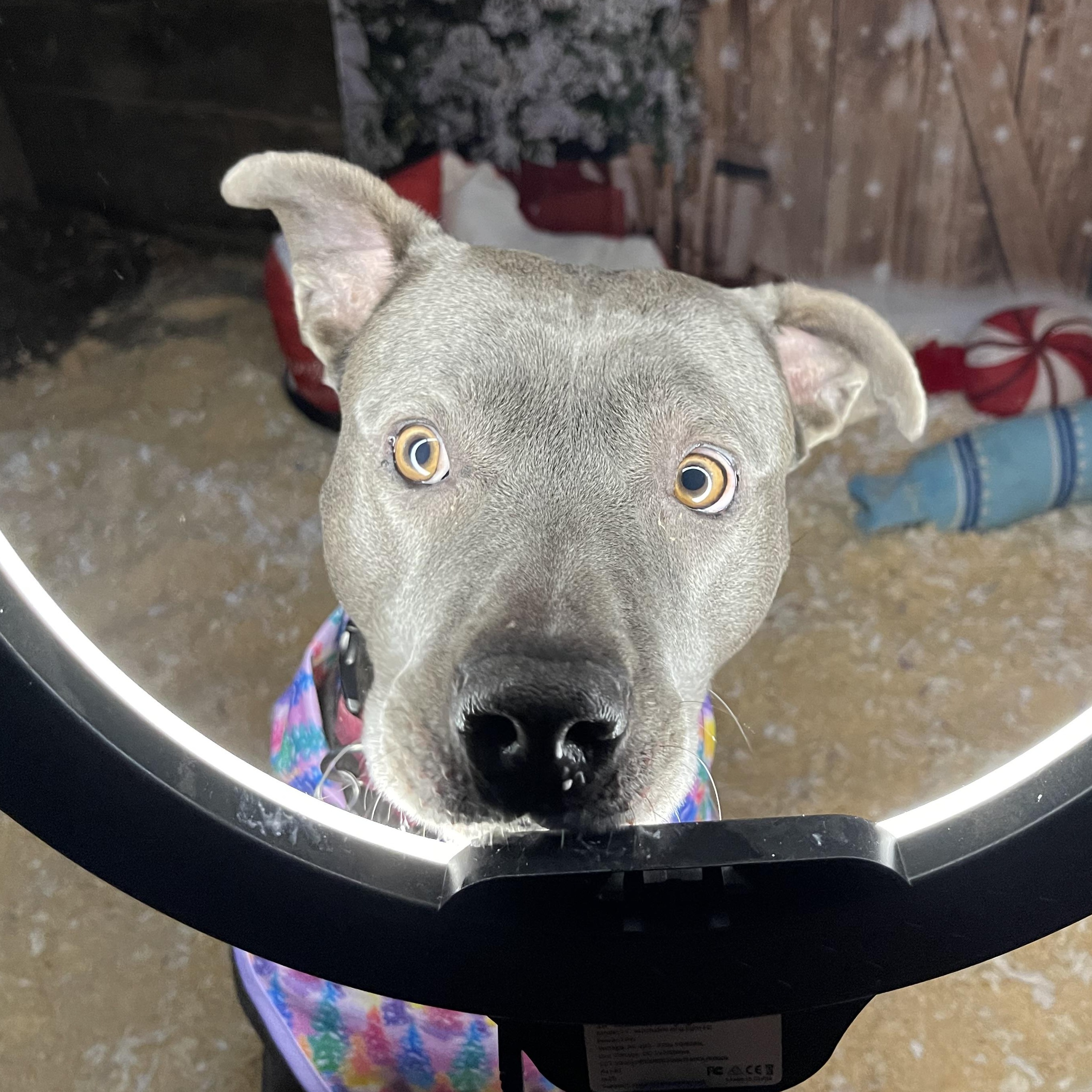 Zola, Adoptable, Adult Female Pit Bull Terrier & American Bully.