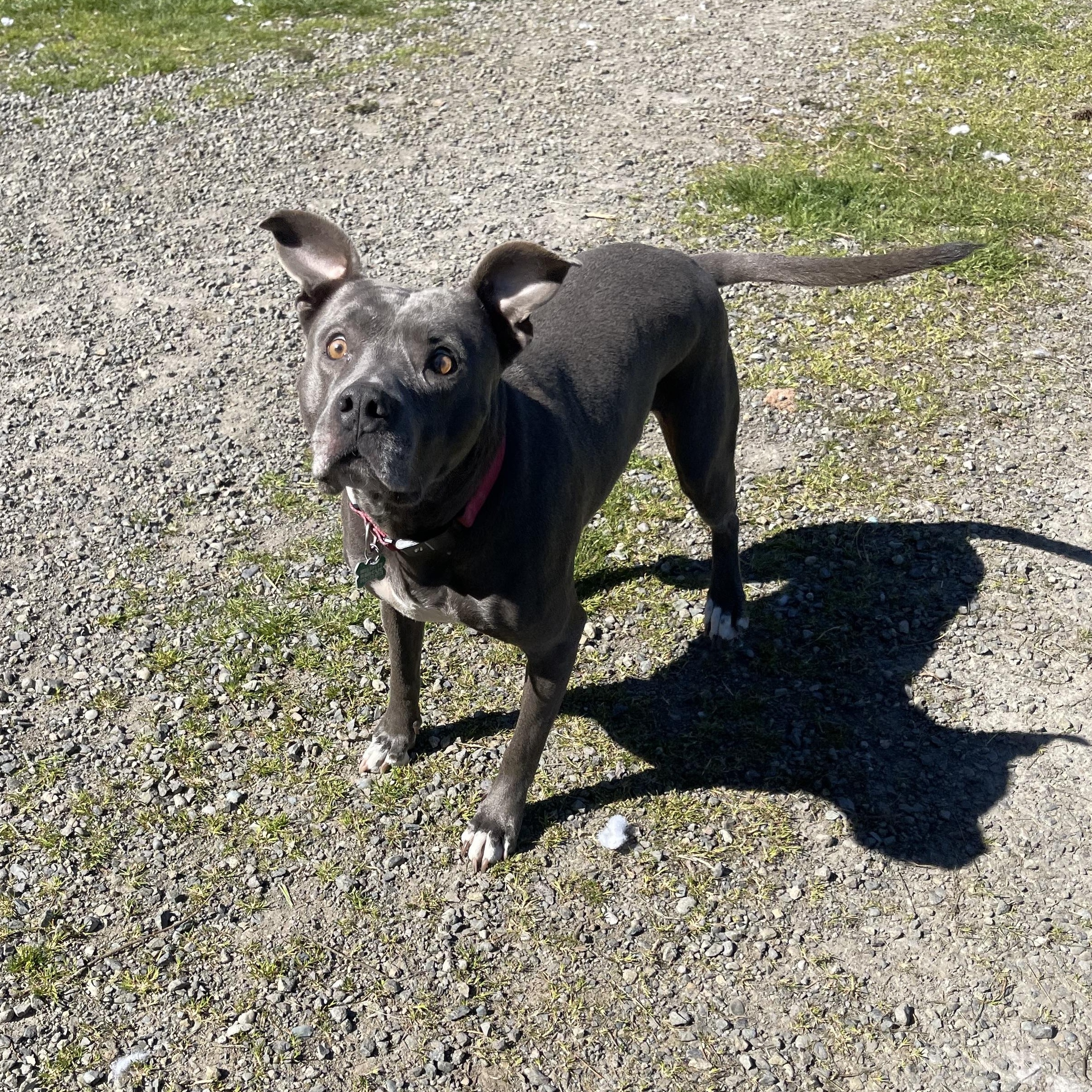 Zola, a Adoptable mixed breed in Oakville, WA image 2/6
