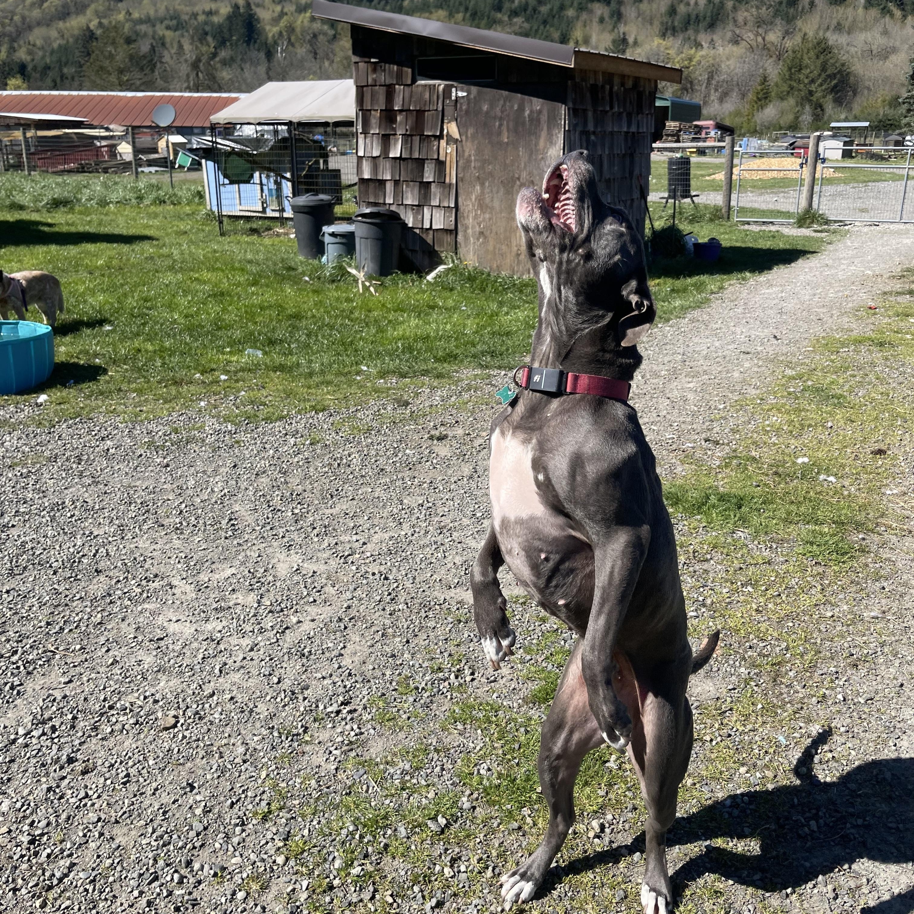 Zola, a Adoptable mixed breed in Oakville, WA image 3/6