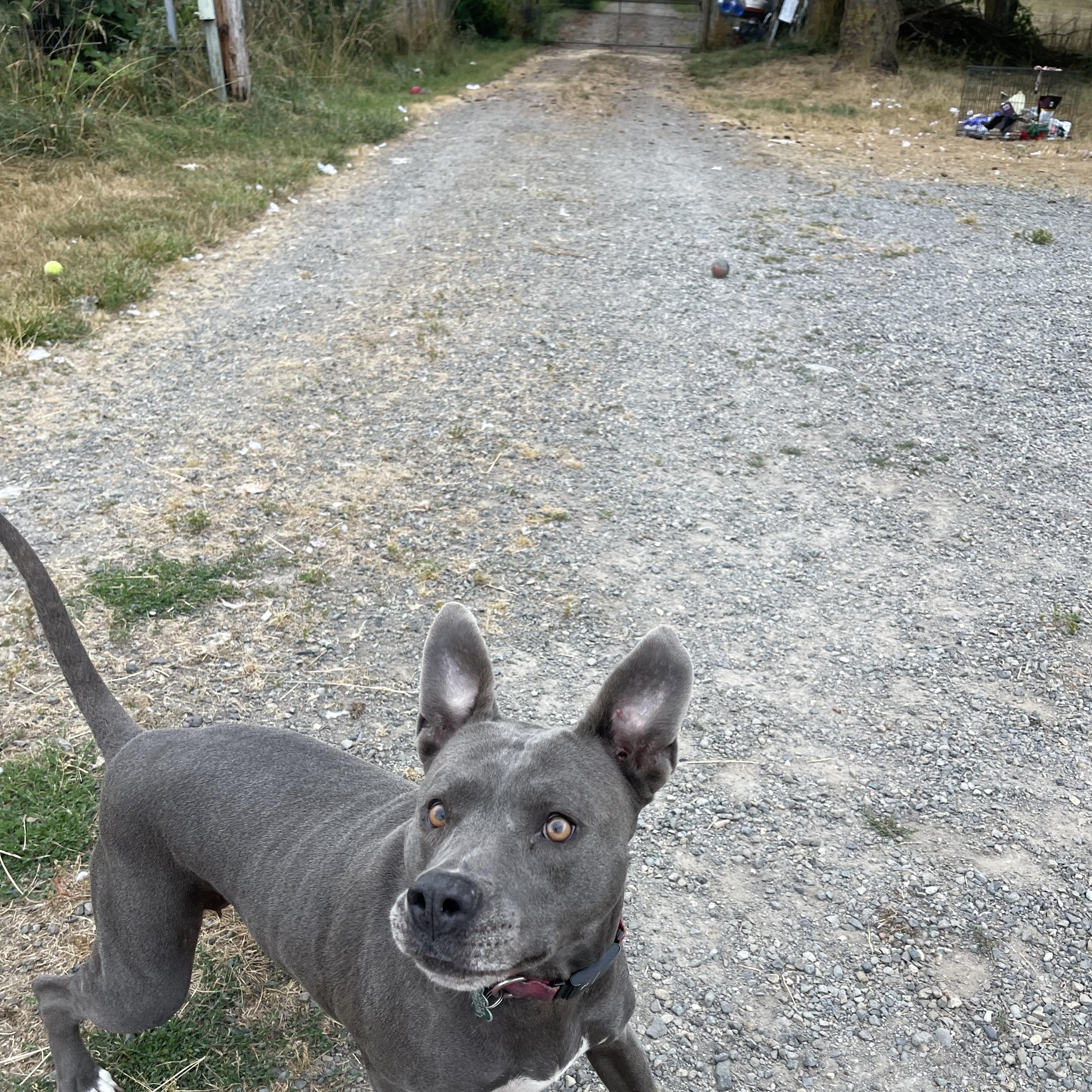Enlarge Zola, a Adoptable mixed breed in Oakville, WA image 1/5