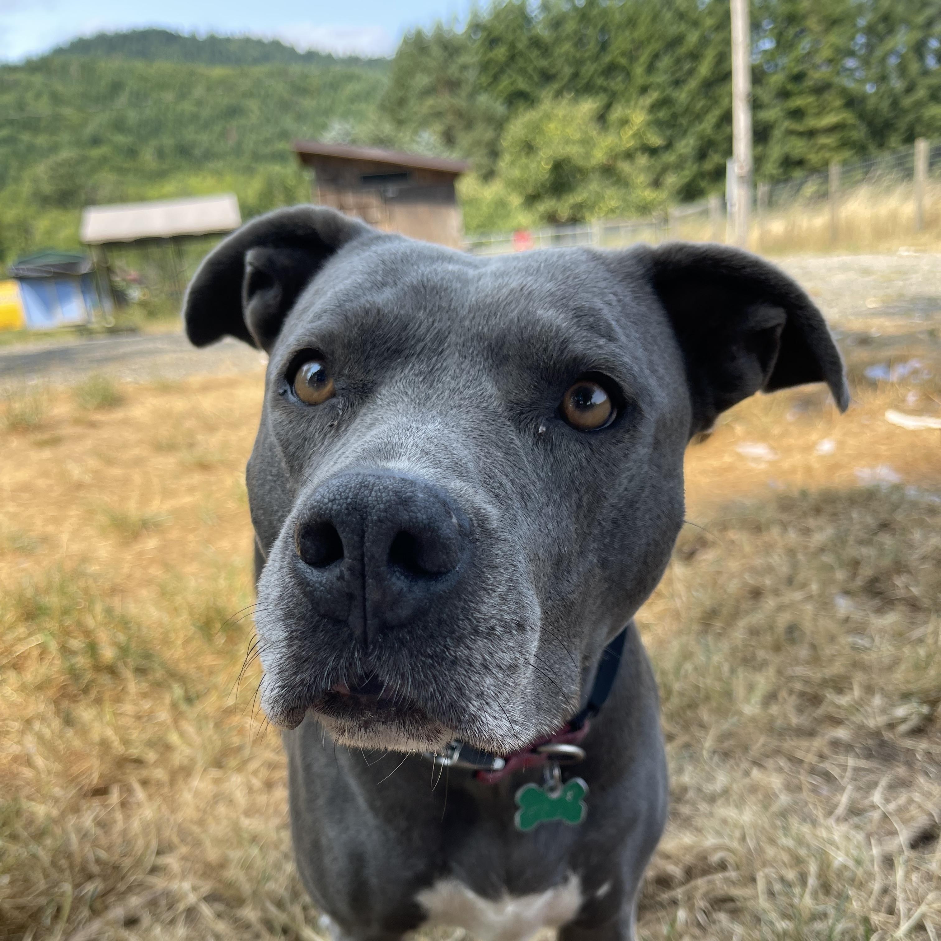 Enlarge Zola, a Adoptable mixed breed in Oakville, WA image 4/5