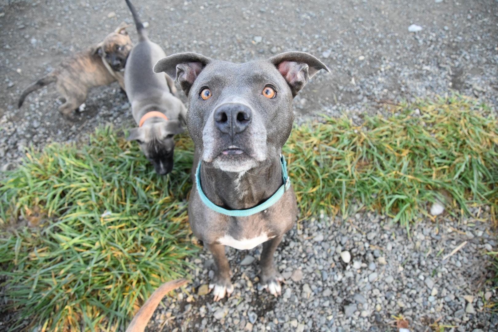Enlarge Zola, a Adoptable mixed breed in Oakville, WA image 5/5