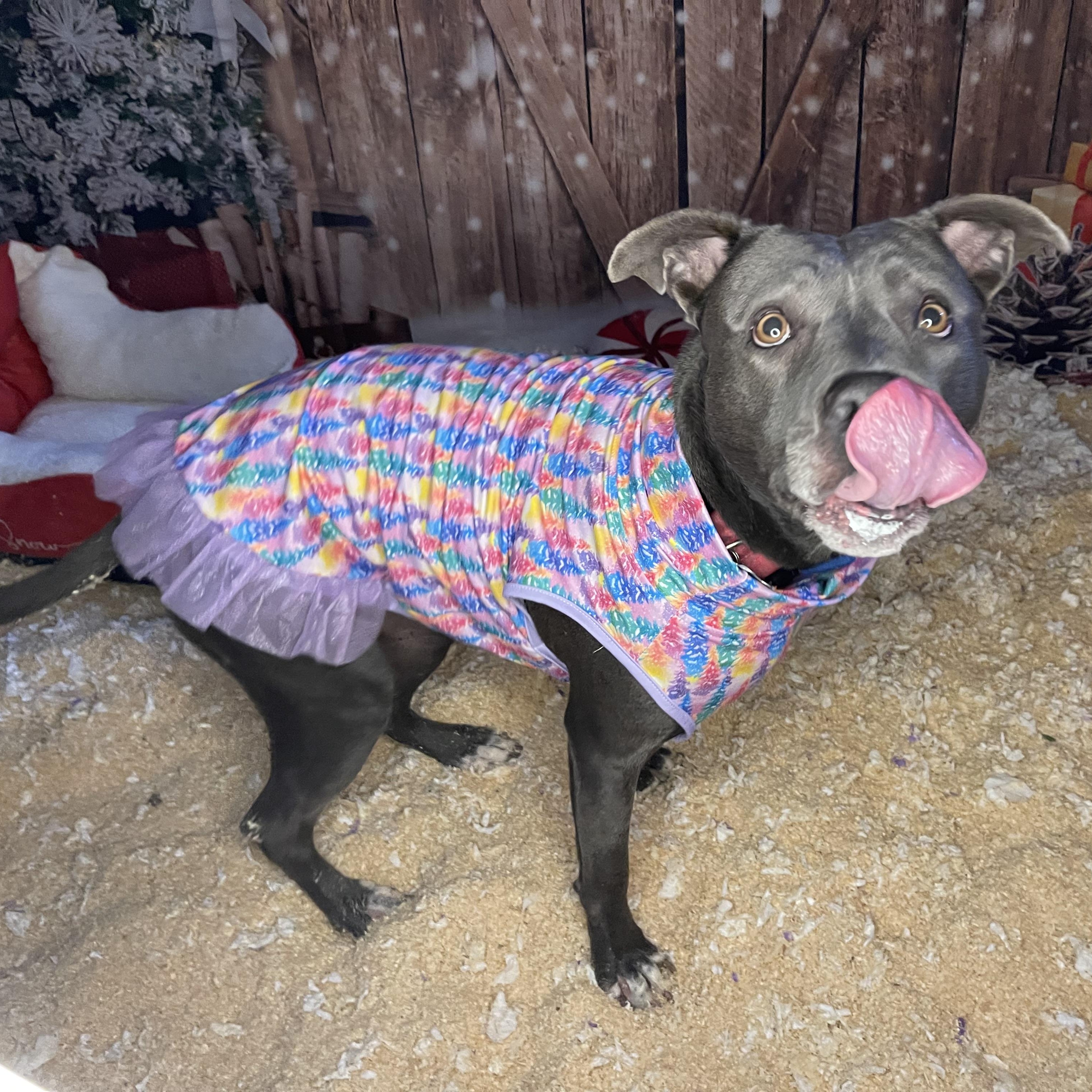 Zola — thumbnail 3