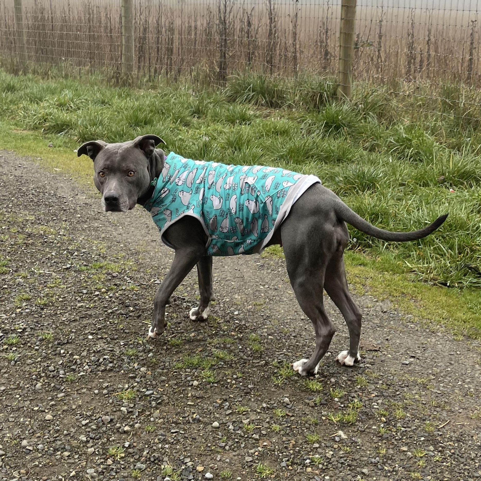Enlarge Zola, a Adoptable mixed breed in Oakville, WA image 4/5