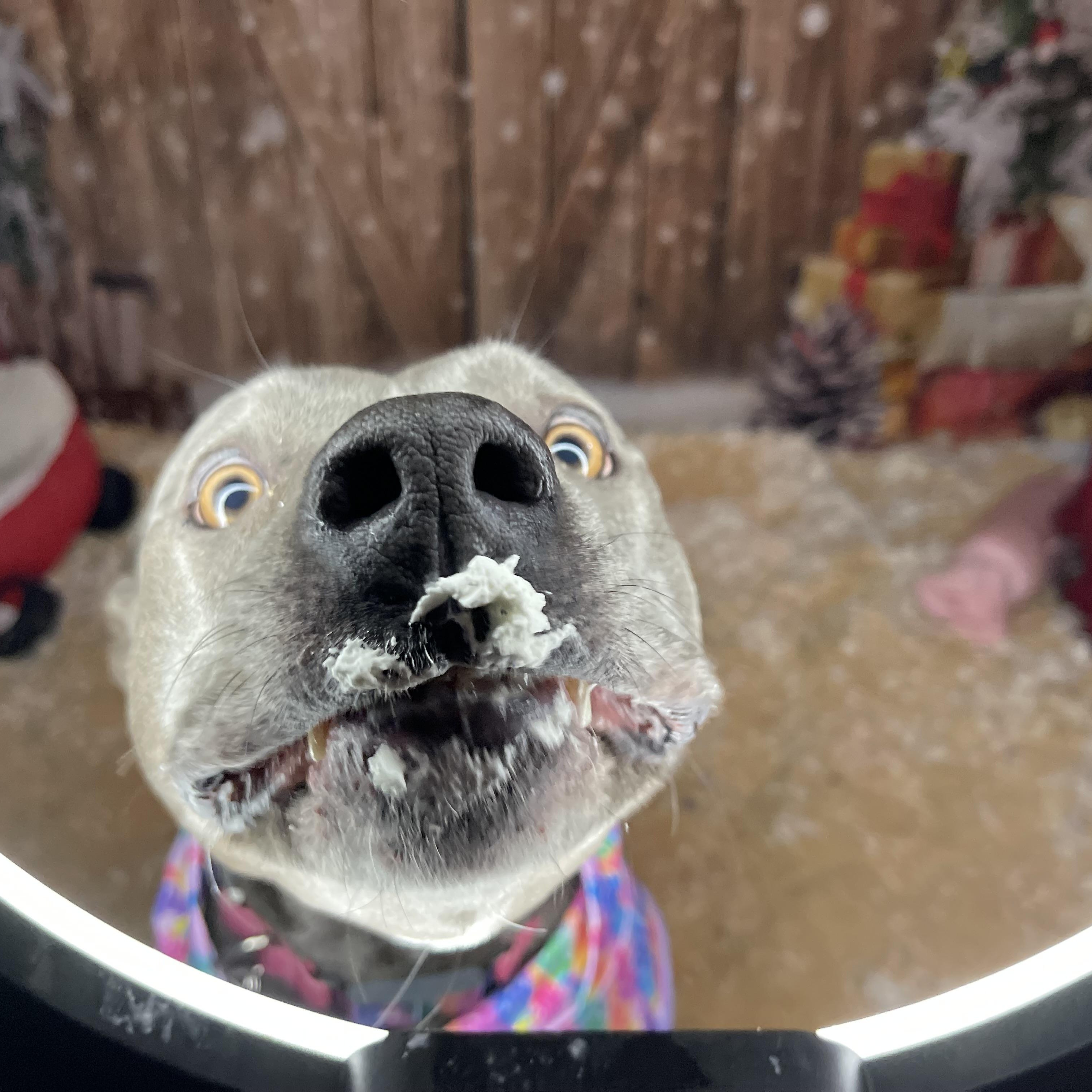 Enlarge Zola, a Adoptable mixed breed in Oakville, WA image 5/5