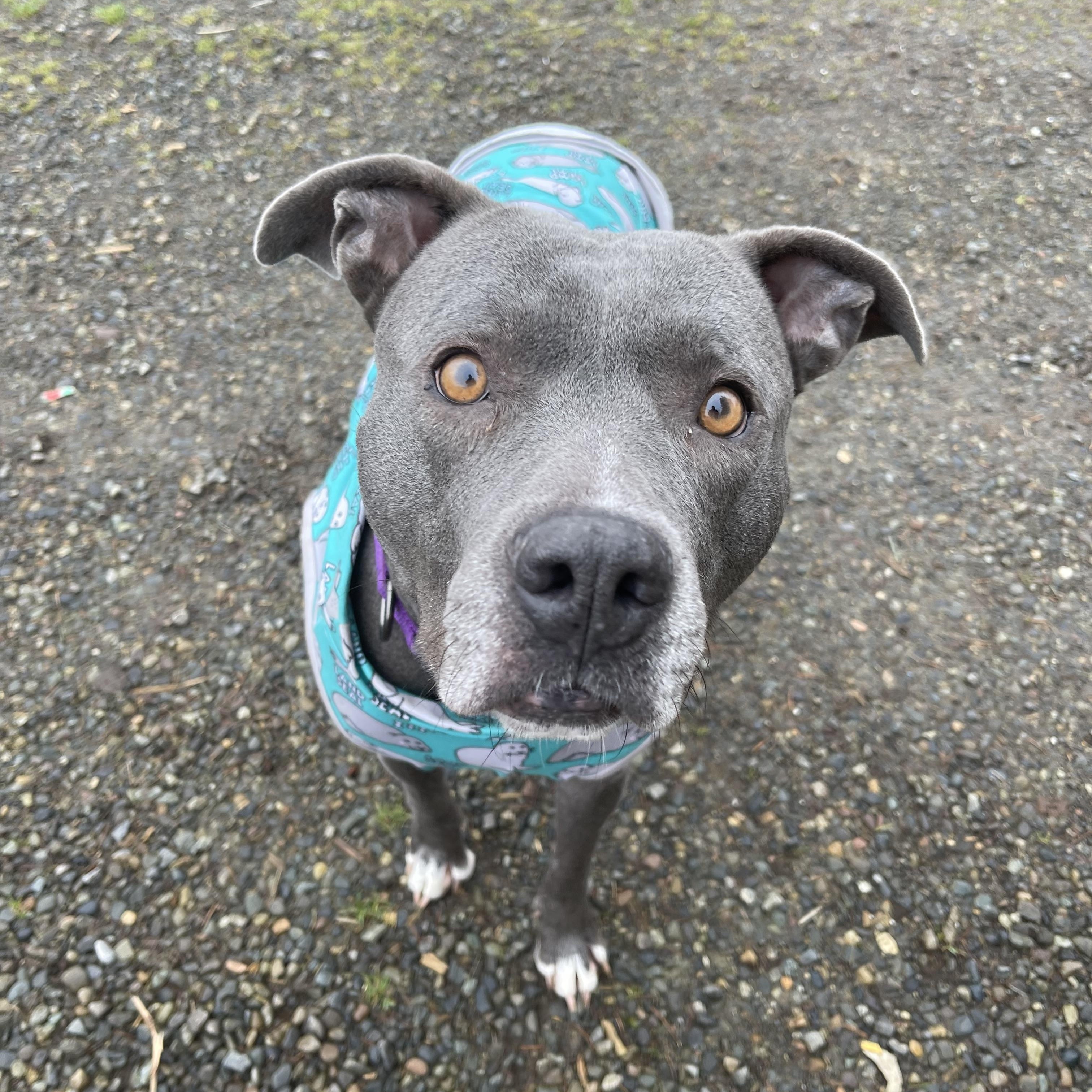 Enlarge Zola, a Adoptable mixed breed in Oakville, WA image 1/5
