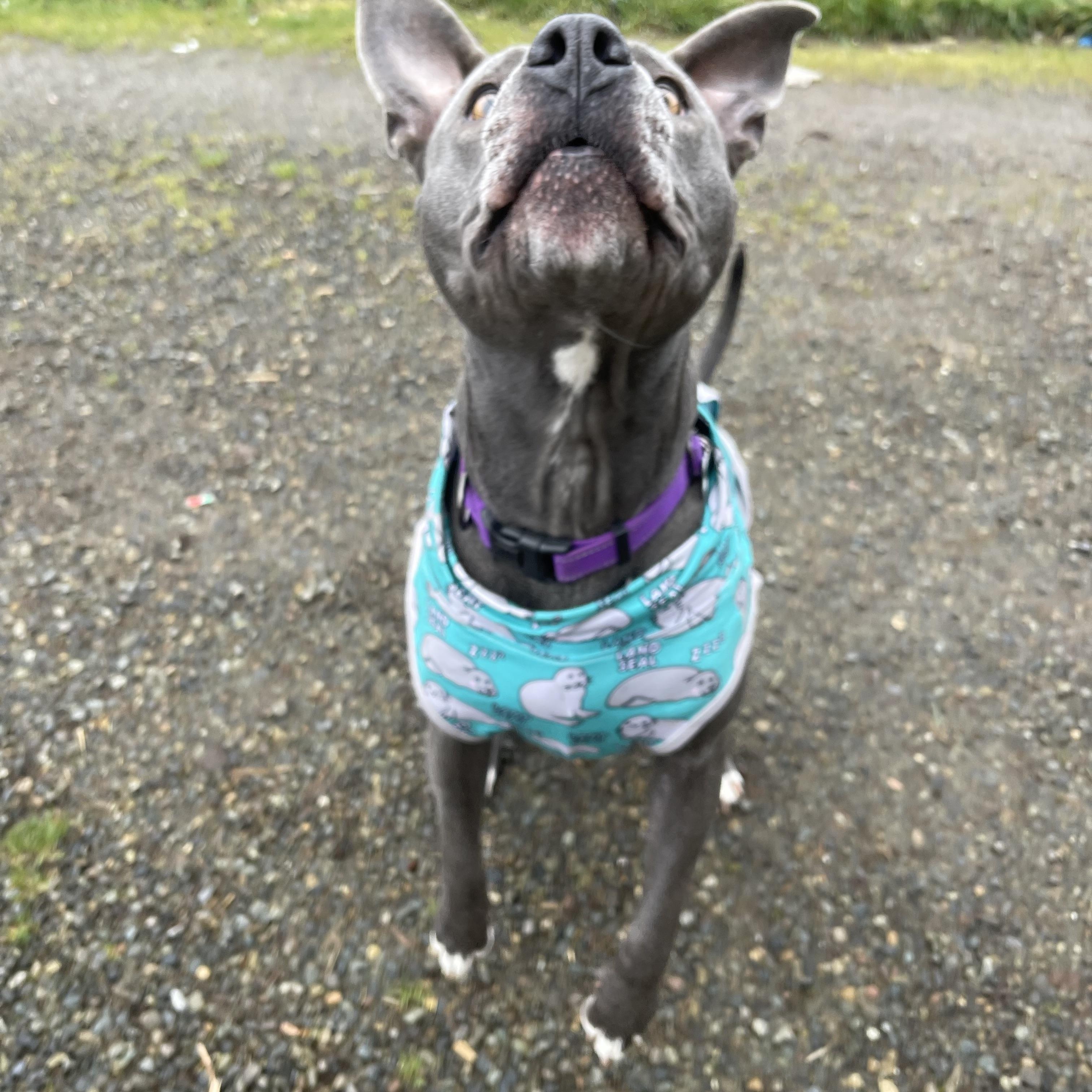 Enlarge Zola, a Adoptable mixed breed in Oakville, WA image 3/5