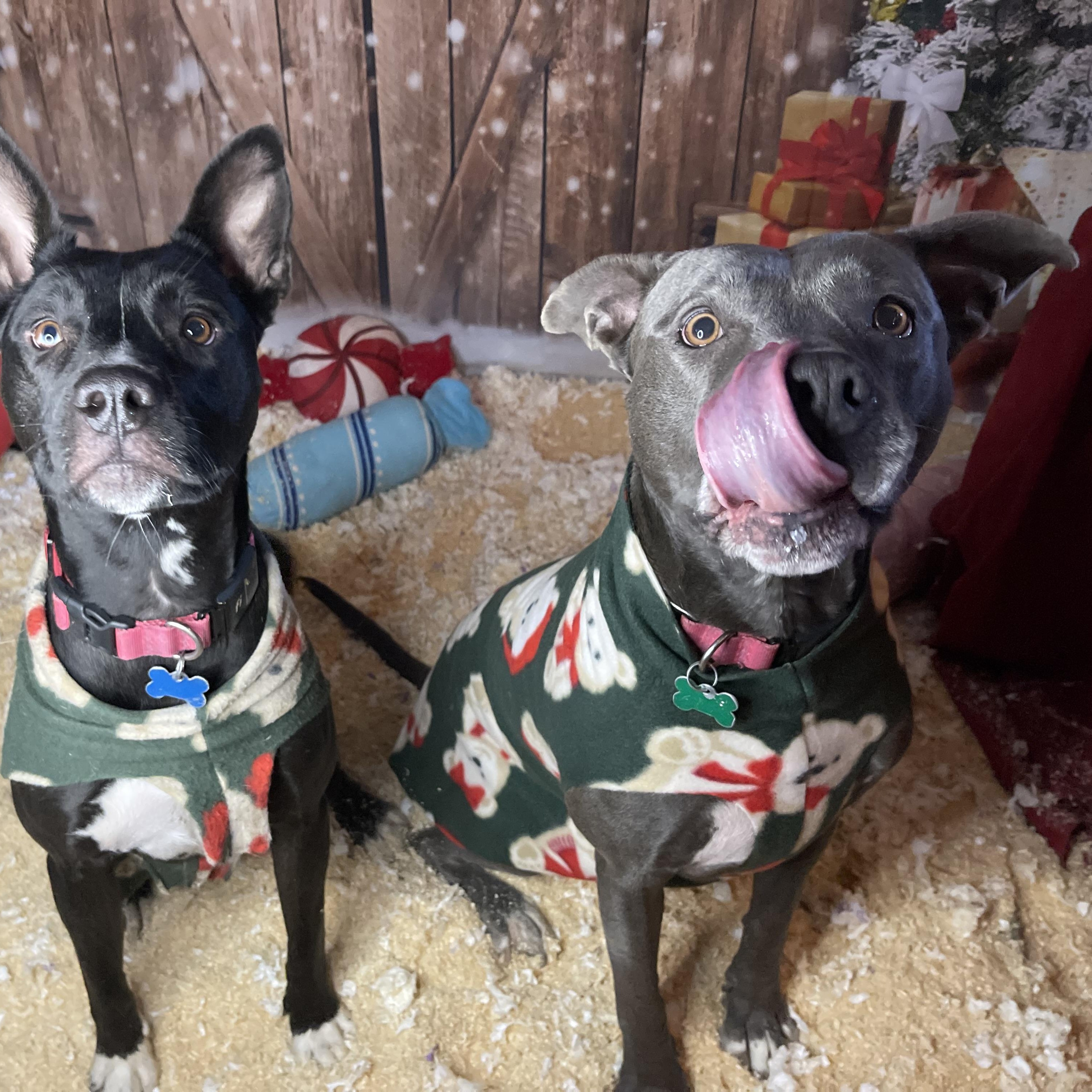 Enlarge Zola, a Adoptable mixed breed in Oakville, WA image 3/5