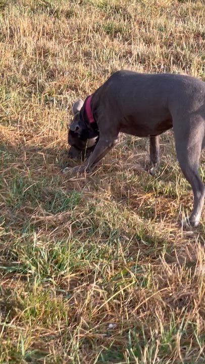 Enlarge Zola, a Adoptable mixed breed in Oakville, WA video 5/5
