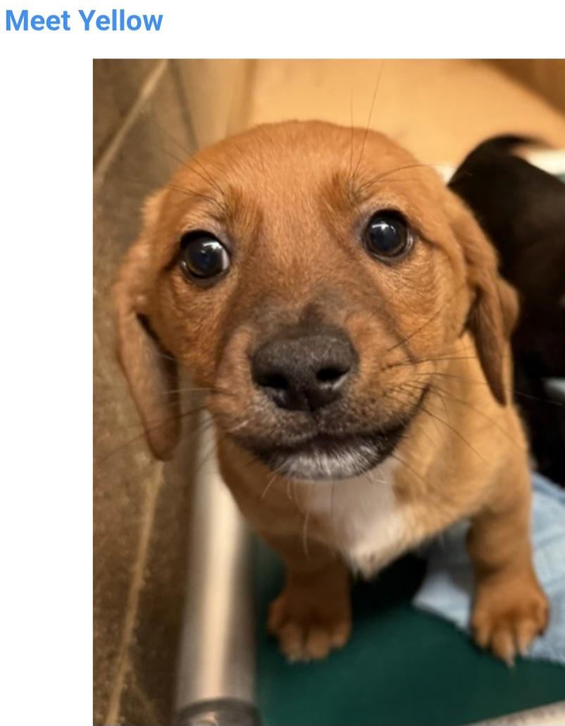 Yellow, ADOPTABLE, Puppy Male Dachshund & Pointer.