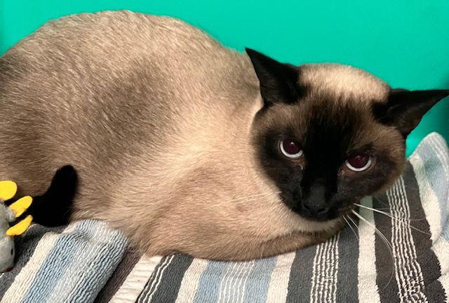 Enlarge Milo 2 years male $400, a Adopted Siamese in Sterling, MA image 1/1