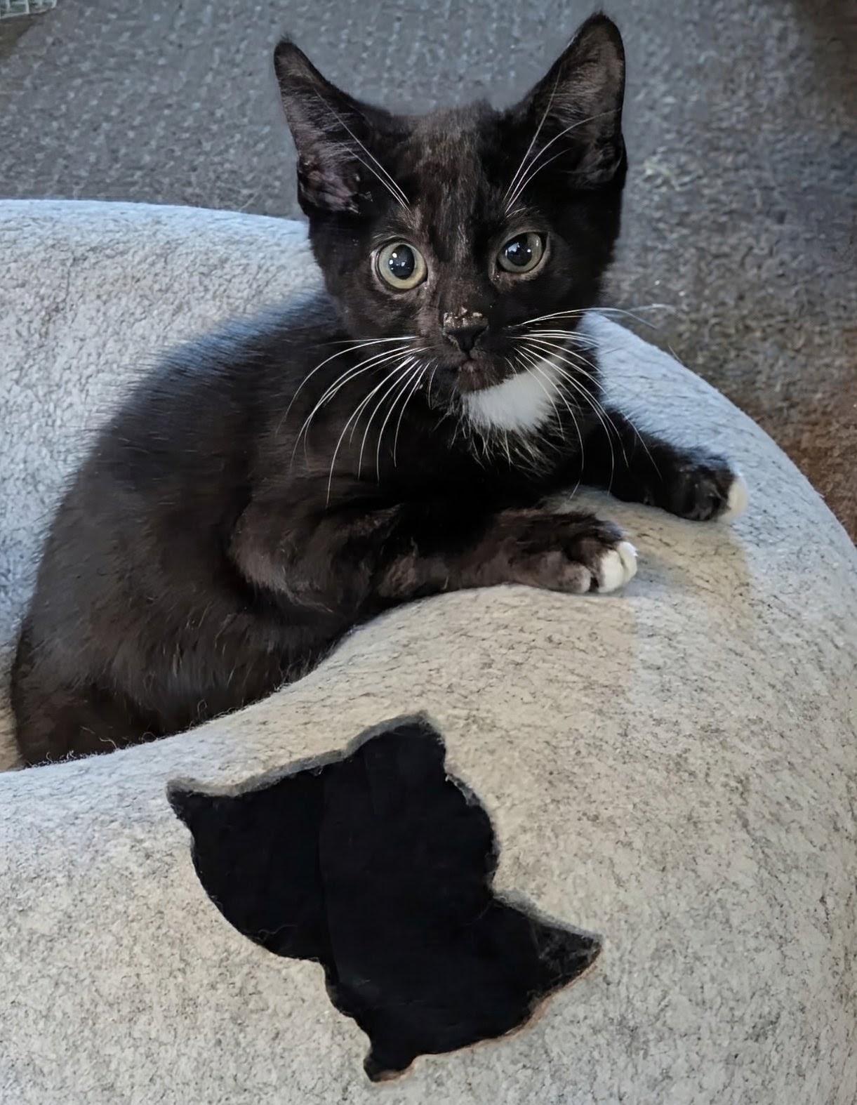 MINY (and brother Eeny), Adoptable, Kitten Female Domestic Short Hair.