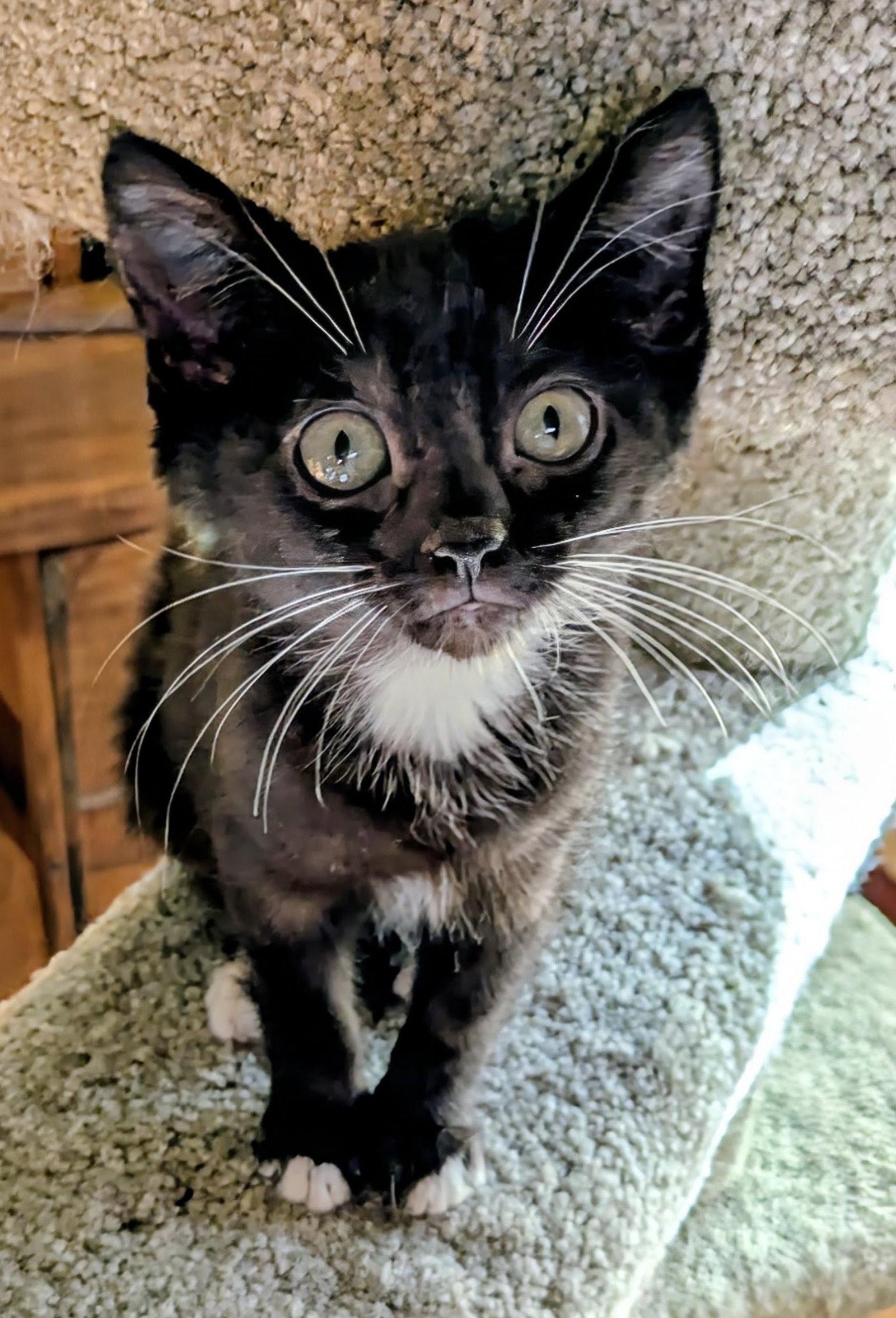 Enlarge MINY (and brother Eeny), a Adoptable Domestic Short Hair in Hillsboro, OR image 2/2