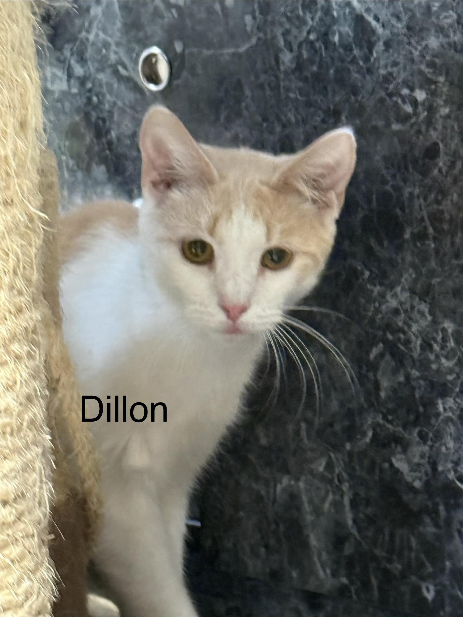 Dillon, ADOPTABLE, Kitten Male Domestic Short Hair.